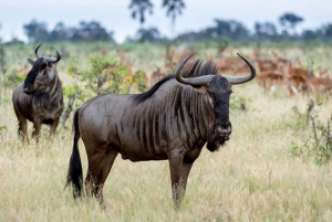 Spelfärd Maasai Mara