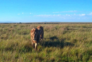 Pirschfahrt Maasai Mara