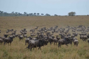 Przejażdżka grą Maasai Mara