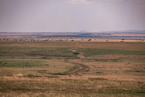 Matka-ajo Maasai Mara