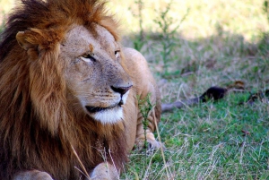 Safari dans le Maasai Mara