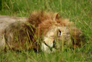 Pirattur i Maasai Mara