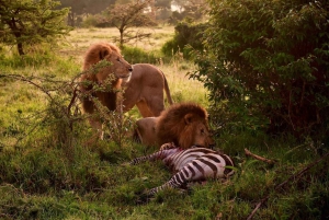 Przejażdżka grą Maasai Mara