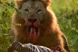 Pirschfahrt Maasai Mara