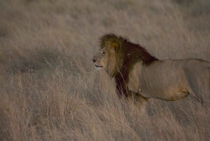 Przejażdżka grą Maasai Mara