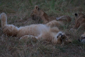 Matka-ajo Maasai Mara