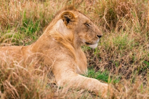 Safari en Maasai Mara