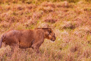 Safari en Maasai Mara