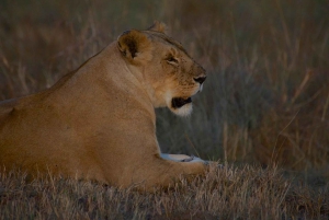 Przejażdżka grą Maasai Mara