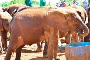 Rondleiding door Giraffencentrum en Olifantenweeshuis