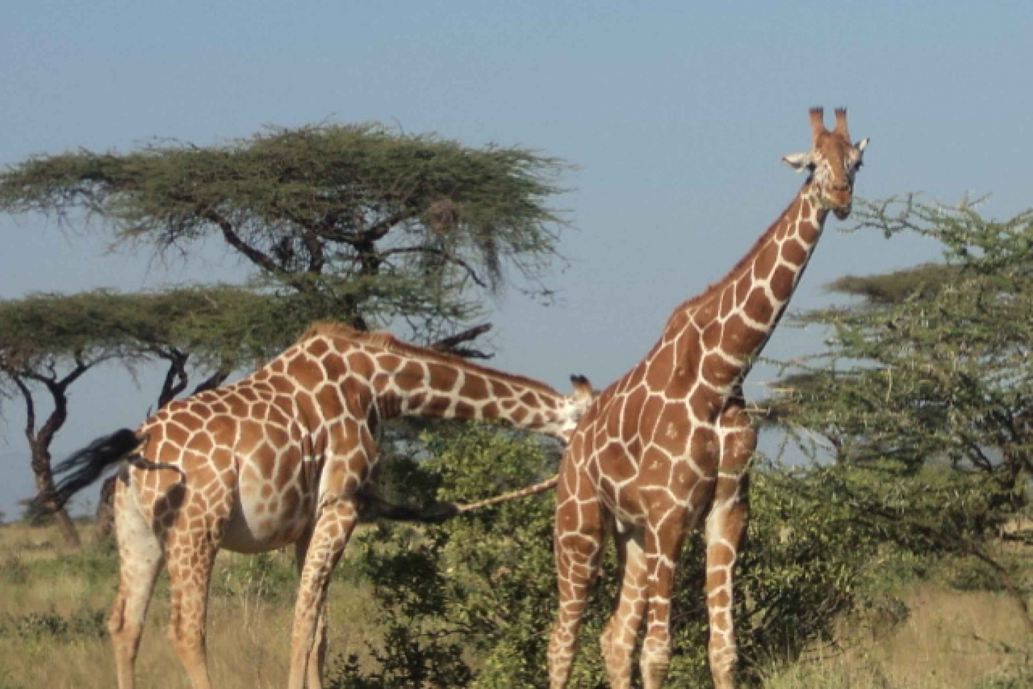 Giraffe Center and Karen Blixen Museum Tour from Nairobi