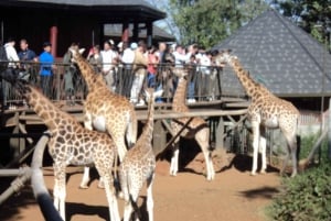 Giraffcenter och Karen Blixen Museum Tur från Nairobi
