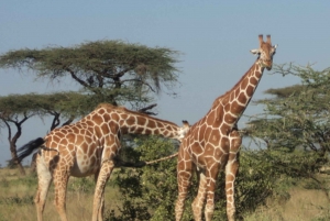 Giraffe Center and Karen Blixen Museum Tour from Nairobi