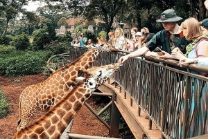 Giraffe Center and Nairobi National Park Day Excursion