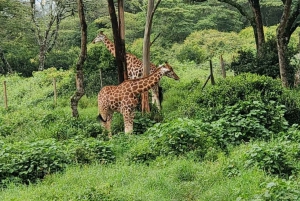Giraffe Center and Nairobi National Park Day Excursion