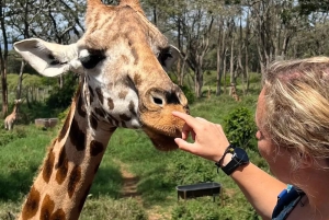 Giraffcenter, elefantbarn och dagstur till nationalparken