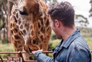 Giraffcenter, elefantbarn och dagstur till nationalparken