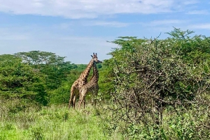 Giraffcenter, elefantbarn och dagstur till nationalparken