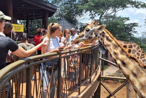 Giraffcenter, elefantbarn och dagstur till nationalparken