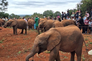 Giraffe Center, Baby Elephant And National Park Day Tour