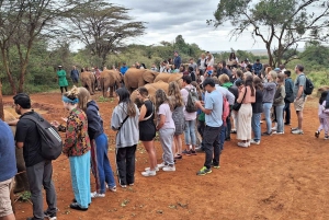 Giraffcenter, elefantbarn och dagstur till nationalparken