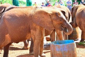 Giraffe Center, Elephant Orphanage and Bomas of Kenya Tour