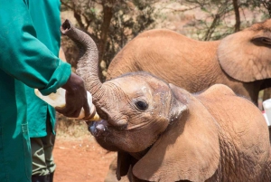 Giraffe Center, Elephant Orphanage And Bomas Of Kenya Visit