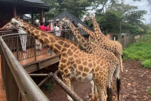 Giraffe Center, Elephant Orphanage And Bomas Of Kenya Visit