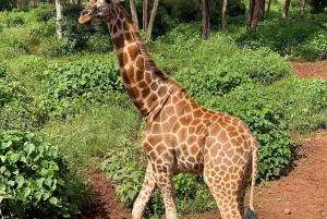 Giraffe Center, Elephant Orphanage And Bomas Of Kenya Visit