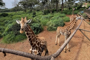 Giraffe Center, Elephant Orphanage And Bomas Of Kenya Visit