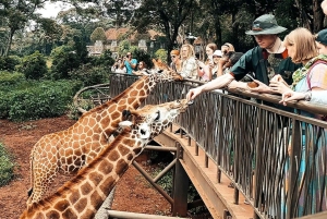 Giraffe Center, Elephant Orphanage And Bomas Of Kenya Visit