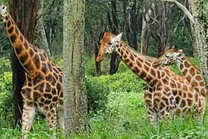 Giraffe Center, Elephant Orphanage And Bomas Of Kenya Visit