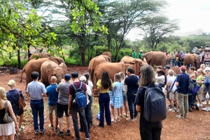 Giraffe Center, Elephant Orphanage And Bomas Of Kenya Visit