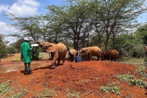 Kirahvikeskus, norsujen orpokoti ja Kazurin helmikierros