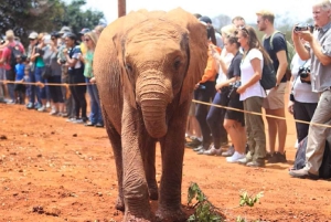 Kirahvikeskus, norsujen orpokoti ja Kazurin helmikierros
