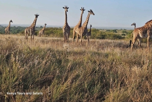 Giraffe Center, Karen Blixen & Elephant Orphanage Day Tour