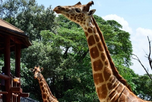 Giraffe Centre, Elephant Orphanage and Bomas of Kenya Tour