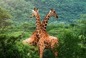 Giraffe Centre, Elephant Orphanage and Bomas of Kenya Tour