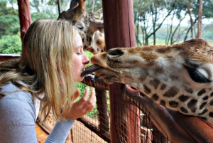 Nairobi Day Trip: Giraffes, Elephants and Karen Blixen