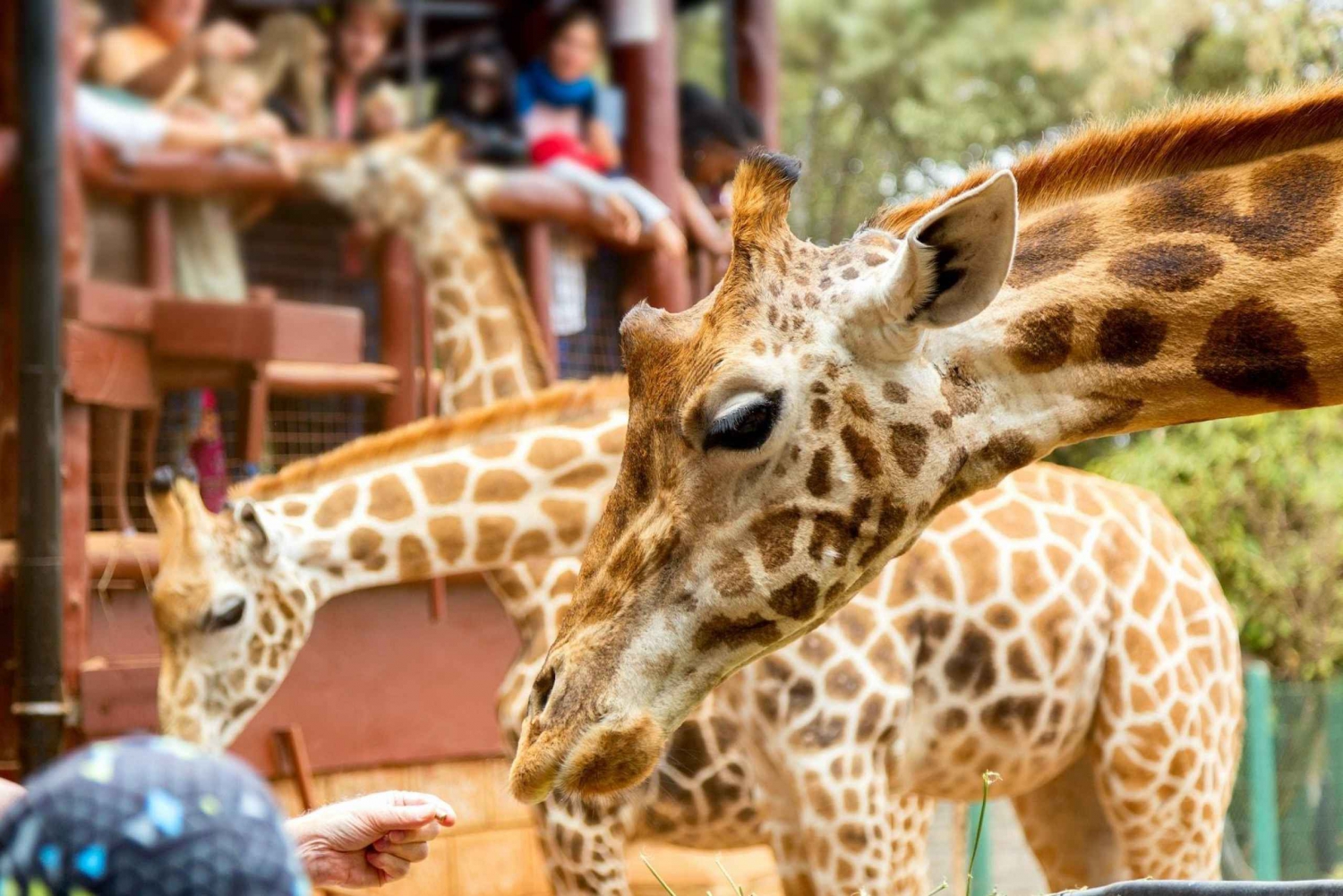 Giraffe, Elephant Orphanage, Beads, Bomas& Carnivore Dinner