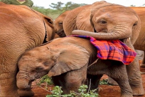 Giraffe, Elephant Orphanage & Bomas of Kenya Day Tour