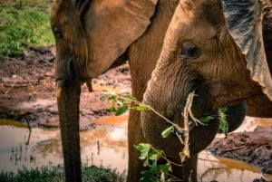Giraffe, Elephant Orphanage & Bomas of Kenya Day Tour