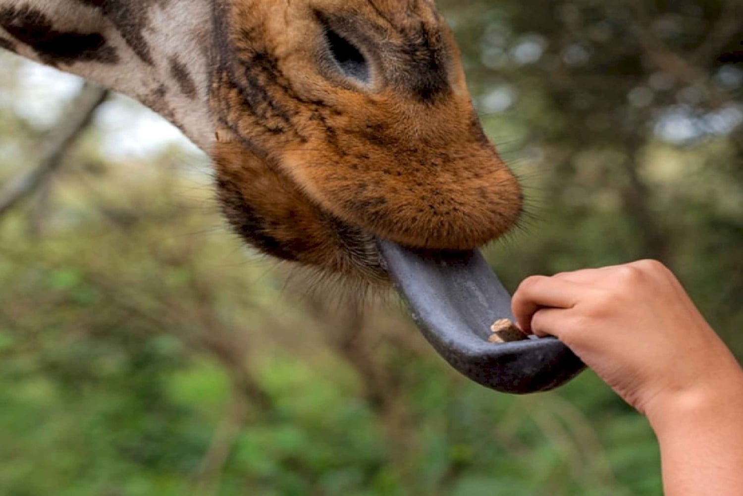 Kirahvi, norsujen orpokoti