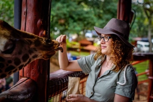 Girafa, Orfanato de elefantes