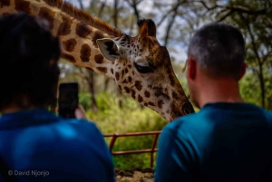 Girafa, Orfanato de elefantes