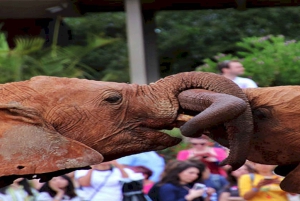 Girafa, Orfanato de elefantes