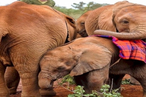 Girafa, Orfanato de elefantes