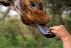 Kirahvi, norsujen orpokoti