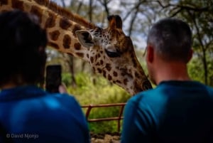 Kirahvi, norsujen orpokoti