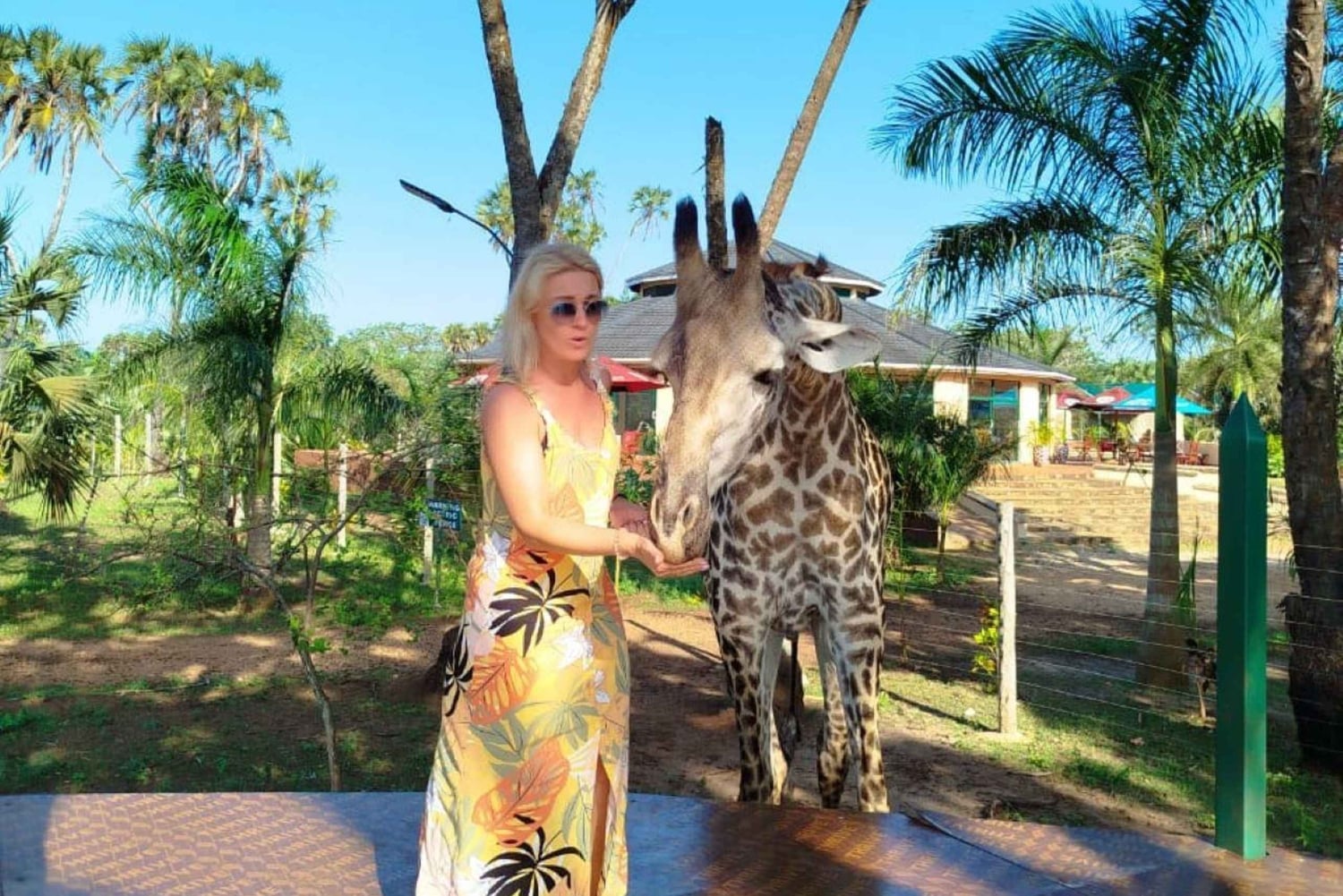 кормление жирафов